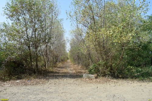 Молодой тополёвник в перспективной зелёной зоне в селе Великовечное (1)