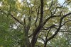 Крона дуба черешчатого в перспективной ООПТ Бугайский лес