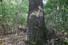 Ствол векового дуба в перспективной ООПТ Бугайский лес
