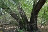 "Трёхголовый" дуб-великан в перспективной ООПТ Бугайский лес