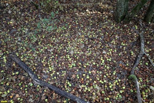 Плоды дикой яблони в перспективной ООПТ Бугайский лес