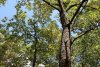 Крона дуба черешчатого в перспективной ООПТ Бугайский лес