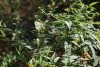 Бабочка Белянка в перспективной ООПТ местного значения Юго-Западная дубрава