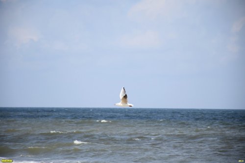 Чайка над морем возле перспективной ООПТ Урочище Подмаячное