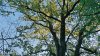 Дубовая крона в перспективной ООПТ Верхнебаканский лес