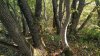 Перспективная ООПТ Верхнебаканский лес