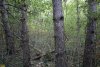 Перспективная ООПТ Сосновый лес на Гузовой горе