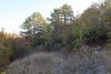 Сосна крымская (Палласа) в перспективной ООПТ Сосновый лес на Гузовой горе