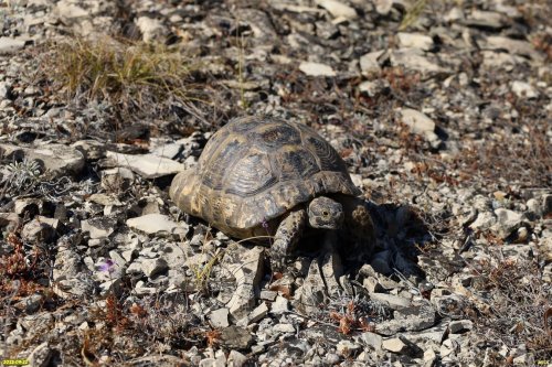 Средиземноморская черепаха (Никольского) в перспективной ООПТ Камчатская скала