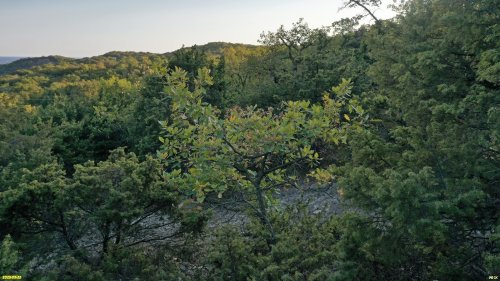 Дуб скальный в перспективной ООПТ Широкобалкинский можжевеловый лес