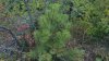 Молодая сосна в перспективной ООПТ Широкобалкинский можжевеловый лес