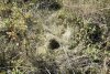 Гнездо, предположительно, фазана в перспективной ООПТ Бейсугские пойменные луга