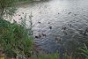 Подкармливаемые людьми утки и нырки у берега Бейсуга в перспективной зелёной зоне в ст.Брюховецкая (1)