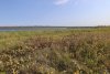 Засорённая дурнишником обыкновенным (зобовидным) часть перспективной зелёной зоны в ст.Брюховецкая (13) на берегу Бейсуга