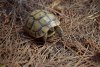 Краснокнижная средиземноморская черепаха в перспективной ООПТ Куприянова щель