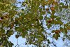 Краснокнижная клекачка перистая в перспективной ООПТ Текосский лес