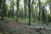 Буково-грабовый лес с подлеском из клекачки перистой в перспективной ООПТ Лес в районе родника Яблонька 