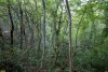 Перспективная ООПТ Южненский лес