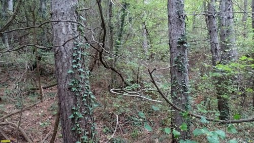 Перспективная ООПТ Греческая щель и гора Пролетарская (Верхняя часть)