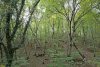 Перспективная ООПТ Секуанский лес