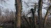 Груша кавказская, покрытая плющом вьющимся кавказородным в перспективной ООПТ Урочище Чода