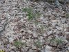 Молодое (около 5 лет) деревце сосны Коха или обыкновенной в перспективной ООПТ Дальний лес 