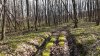 Дуб скальный и дуб черешчатый в перспективной ООПТ Дальний лес 