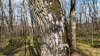 Ствол дуба черешчатого в перспективной ООПТ Дальний лес 