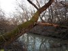 Дуб черешчатый над рекой Бугай в перспективной ООПТ Бугайский лес