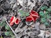 Гриб саркосцифа ярко-красная в перспективной ООПТ Бугайский лес