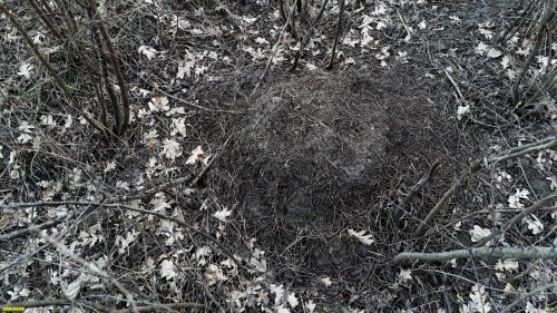 Живой муравейник в перспективной ООПТ Бугайский лес