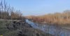 Айлант на окраине Заветного леса на левом берегу реки Уруп