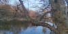 Яблоня на берегу озера в перспективной ООПТ Заветный лес 