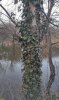 Увитый плющом грецкий орех и вяз мелколистный на берегу озера в перспективной ООПТ Заветный лес  