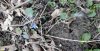 Цветущая пролеска сибирская в перспективной ООПТ Заветный лес