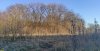 Перспективная ООПТ Заветный лес, на переднем плане - сухие стебли ворсянки разрезной