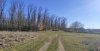 Чёрный орех и молодой клён ясенелистный на окраине перспективной ООПТ Первомайский лесопарк