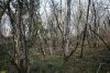 Увитый плющом граб восточный в перспективной ООПТ "Лес над селом Бжид"