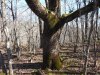 Мощный дуб скальный в окружении молодых деревьев граба восточного в перспективной ООПТ "Лес над селом Бжид"