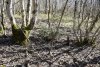 4-х ствольный ясень обыкновенный и иглица колючая (понтийская) в перспективной ООПТ "Бжидский лес"