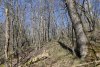 Дуб скальный (справа), грабинник и боярышник однопестичный в перспективной ООПТ "Бжидский лес"