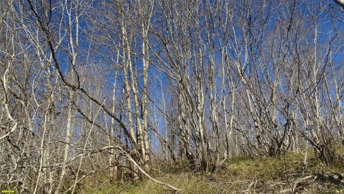 Ясень обыкновенный и грабинник в перспективной ООПТ "Бжидский лес"