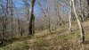 Дуб черешчатый, граб обыкновенный и восточный в перспективной ООПТ "Бжидский лес"