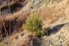 Молодое дерево сосны пицундской (7-8 лет) в перспективной ООПТ "Инальский оползень"