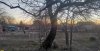 Ива в перспективной ООПТ Краснополянский лес на границе с жилой зоной