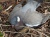 Отравившийся ядом с полей (при потравах грызунов) дикий лесной голубь вяхирь в перспективной ООПТ Кочетинский берег