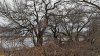 Ивы на берегу реки Кочеты в перспективной ООПТ Кочетинский берег