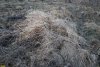 Вейник и бодяк полевой в перспективной ООПТ Сулинская падина