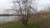 Река Зеленчук 1-й в перспективной ООПТ Первозеленчукская роща; на берегу яблоня