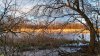 Река Синюга со стороны перспективной ООПТ Синюгинский лес: ясень пенсильванский, осока, тростник